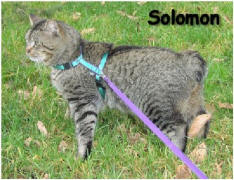 Solomon