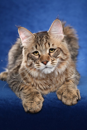 Pixie bob cat sales price